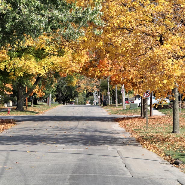 Street covered with canopy of fall leaves