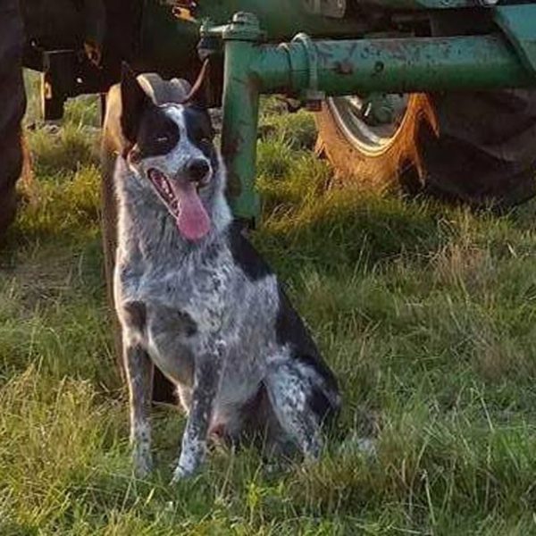 dog sitting by a tractor in the grass