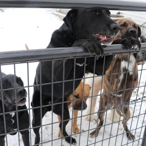 Dogs at fence
