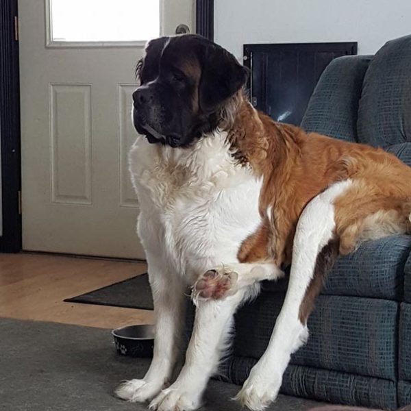 Dog sitting on couch