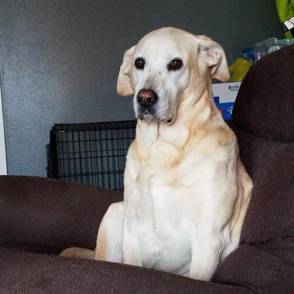 Dog sitting in chair