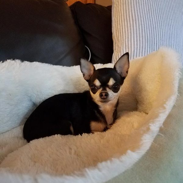 Chihuahua in it's dog bed