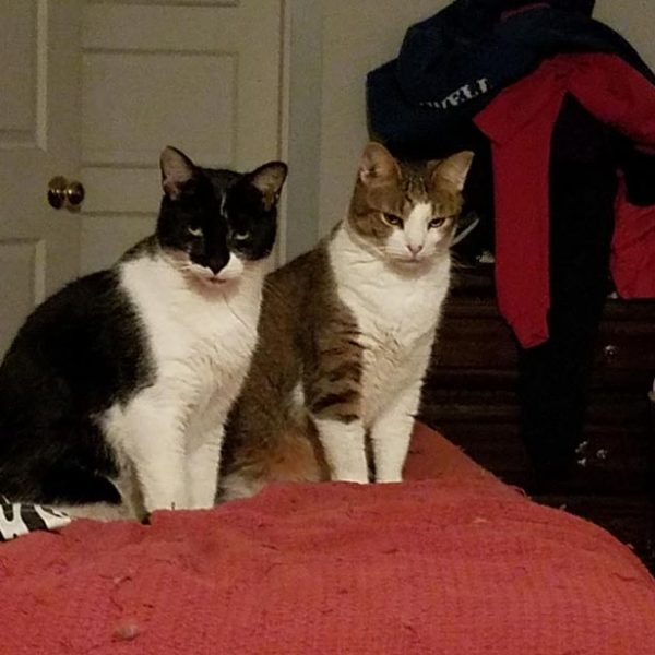 2 cats sitting on a bed