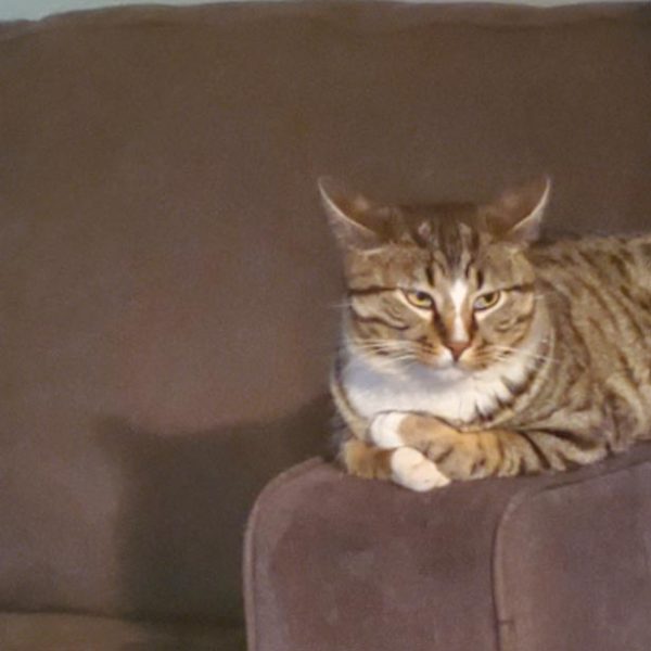 cat sitting on couch