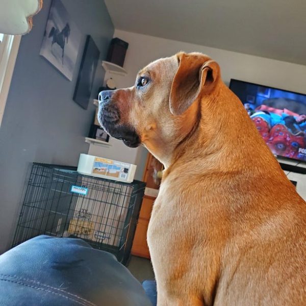 dog sitting on couch looking out window