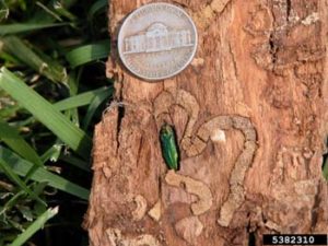 Emerald Ash Borer
