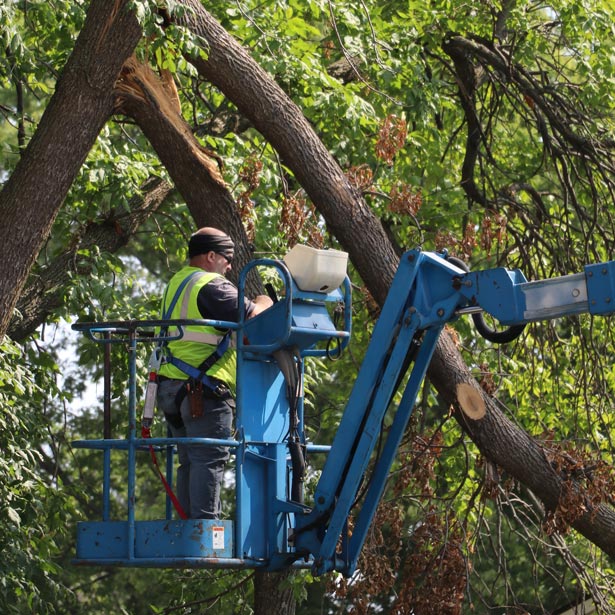 Man trimming trees in nevada iowa